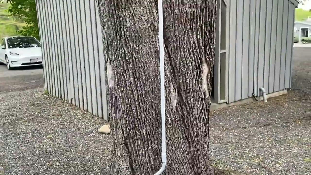 Moving Violations Video No